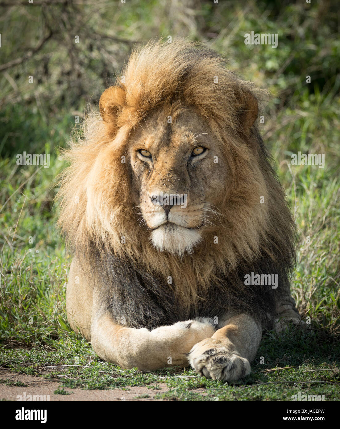 Porträt eines großen erwachsenen Löwen im Serengeti Nationalpark in Tansania Stockfoto