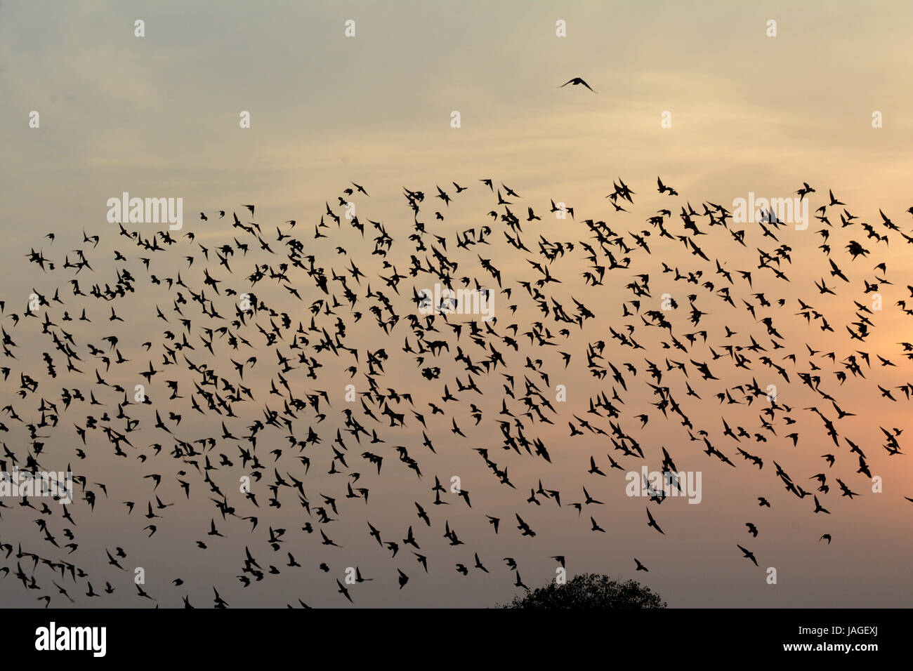 Beflockung Verhalten IN BIRDSreserved Stockfoto
