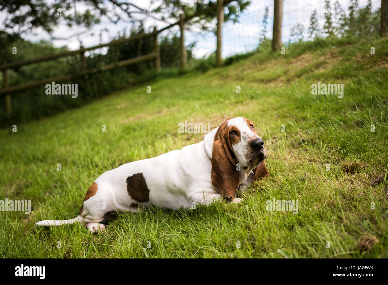 Basset im Garten Stockfoto