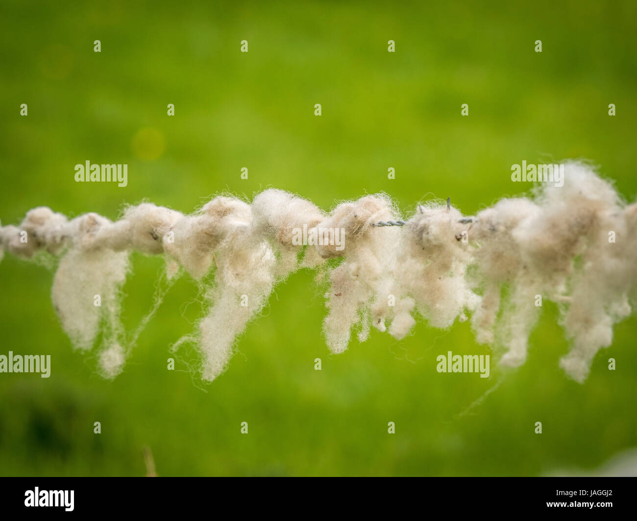 Schafwolle auf Stacheldrahtzaun gefangen Stockfoto