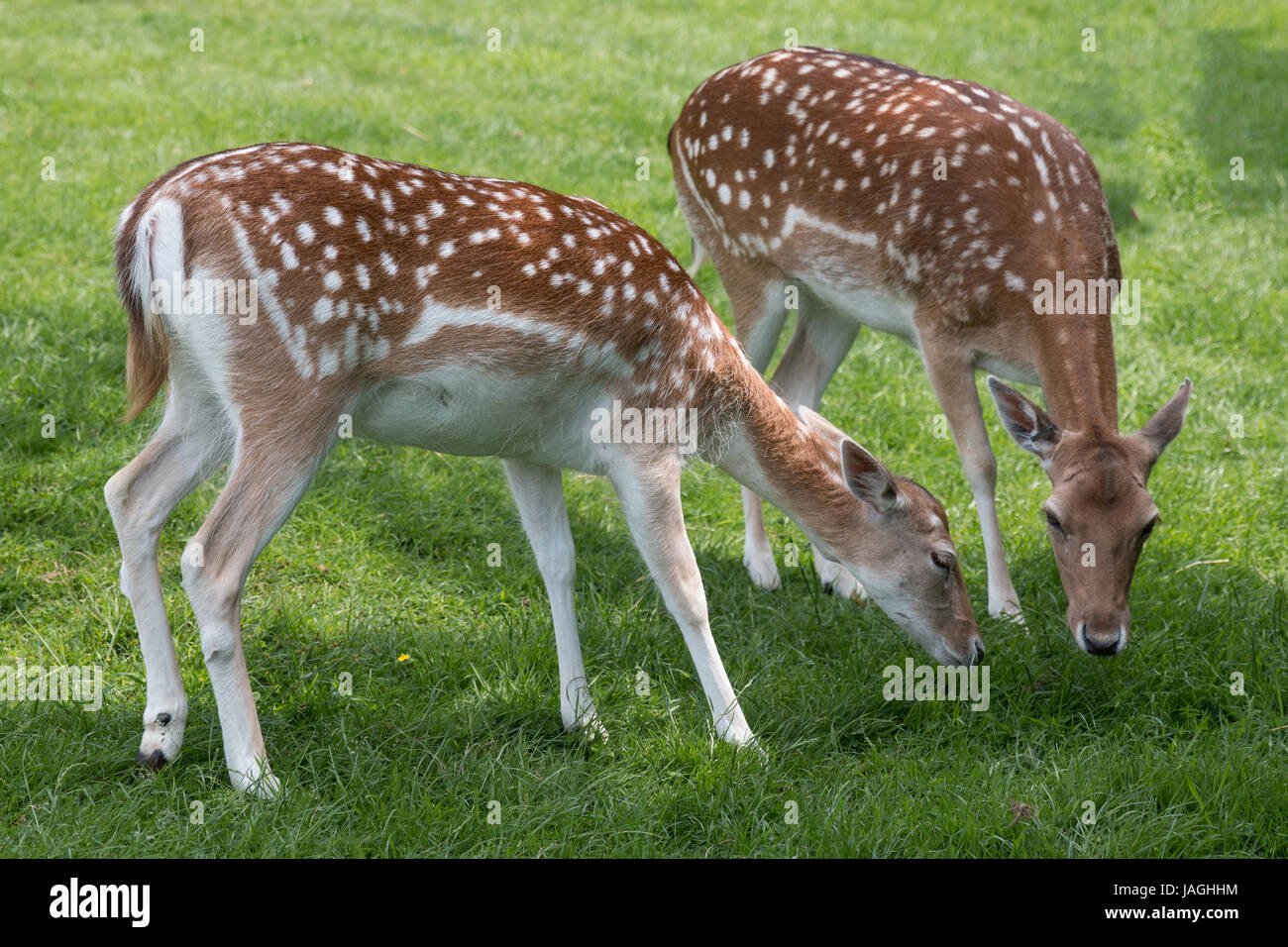 Damwild, Beweidung in Sicherheit auf dem Gelände des Mountfitchet Castle, Essex gerettet Stockfoto