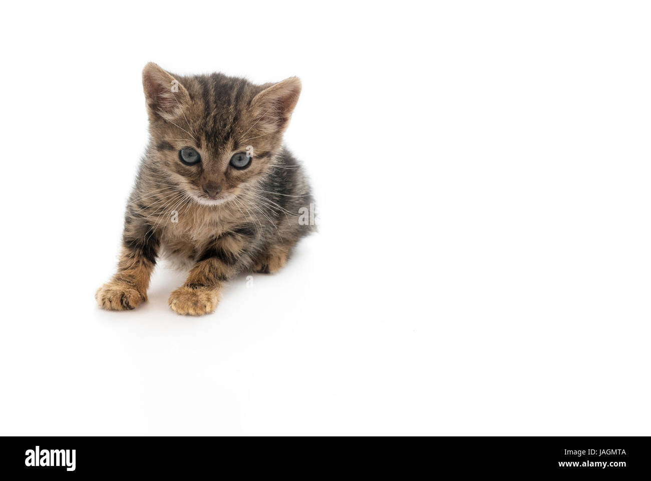 Ein Kätzchen aufzugeben, schmutzig und hungrig. Diese Katze ist eines der vielen streunenden Katzen, die in Europa isoliert auf einem weißen Hintergrund dieses k Fußnote sind Stockfoto