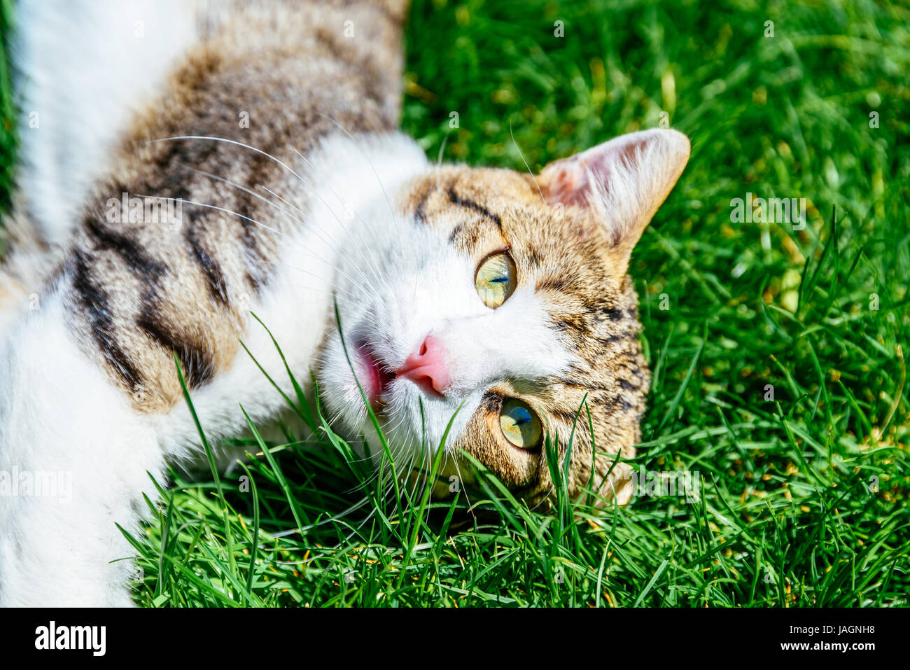 Porträt von Süße Tabby Hauskatze spielt In Grass Stockfoto