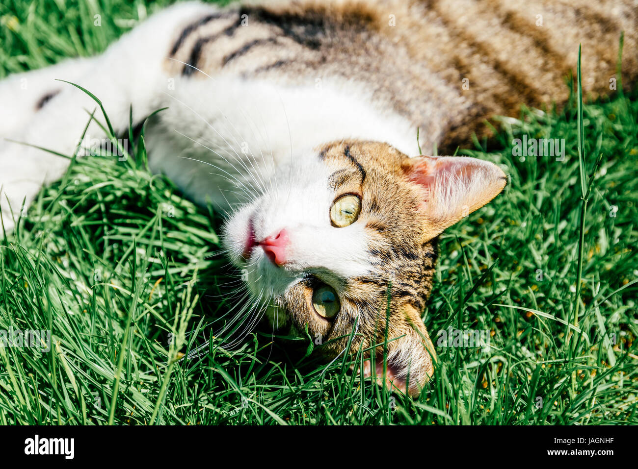 Porträt von Süße Tabby Hauskatze spielt In Grass Stockfoto