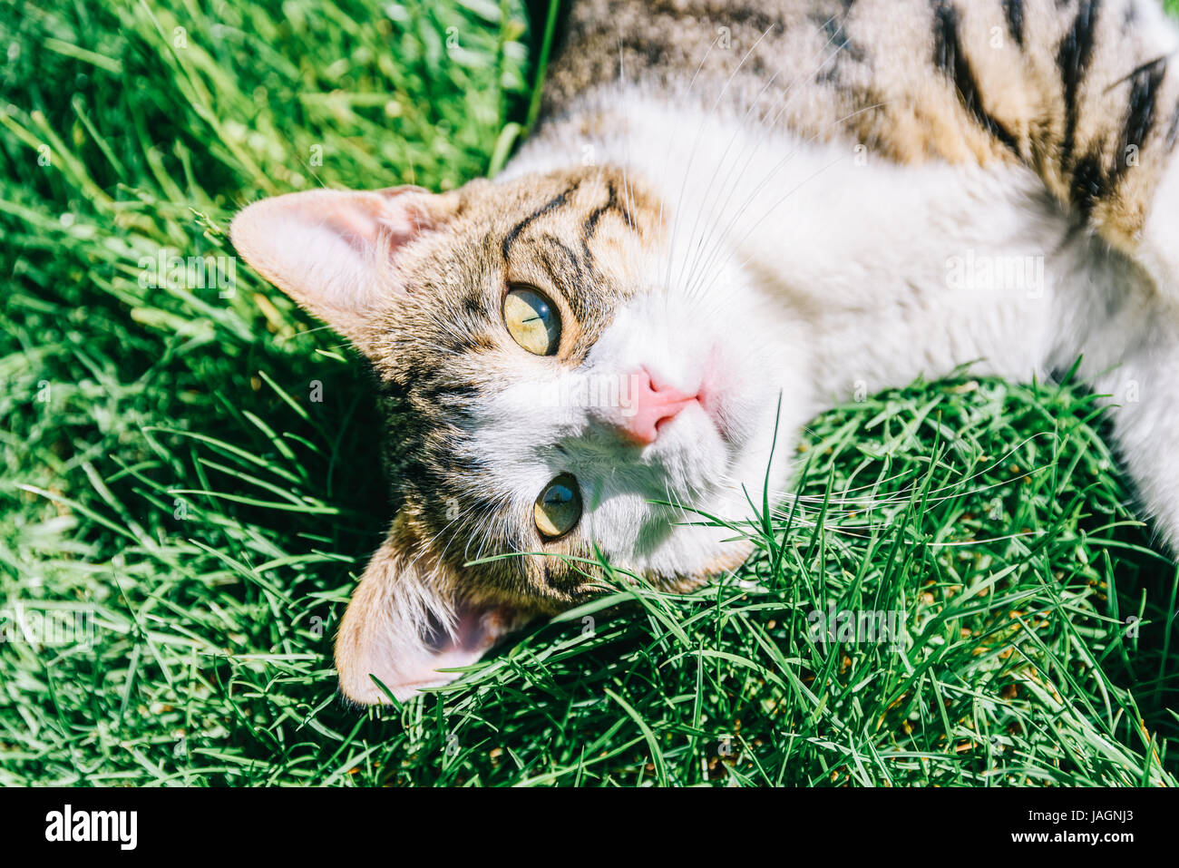 Porträt von Süße Tabby Hauskatze spielt In Grass Stockfoto