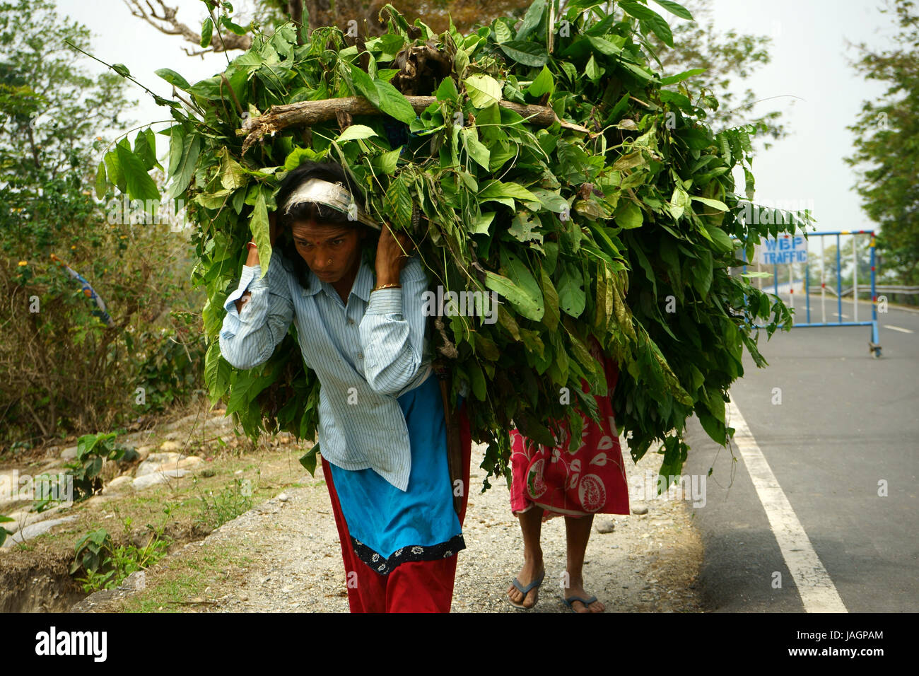Frauen tragen schwerer Lasten aus Holz entlang der Straße westlich von Phuentsholing, Westbengalen, Indien Stockfoto