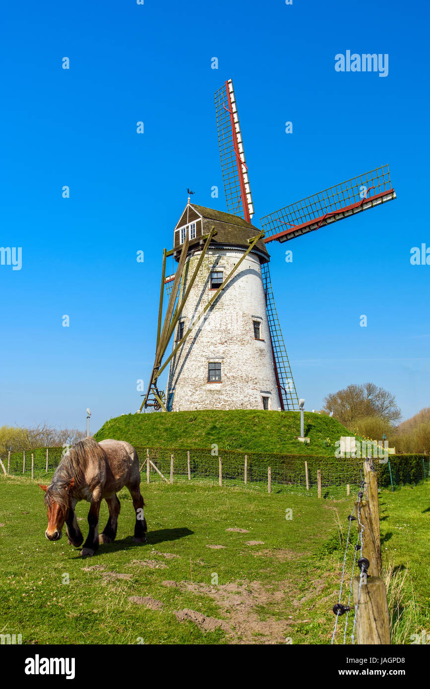 Windmühle und belgische Pferd, Damme, West-Flandern, Belgien Stockfoto