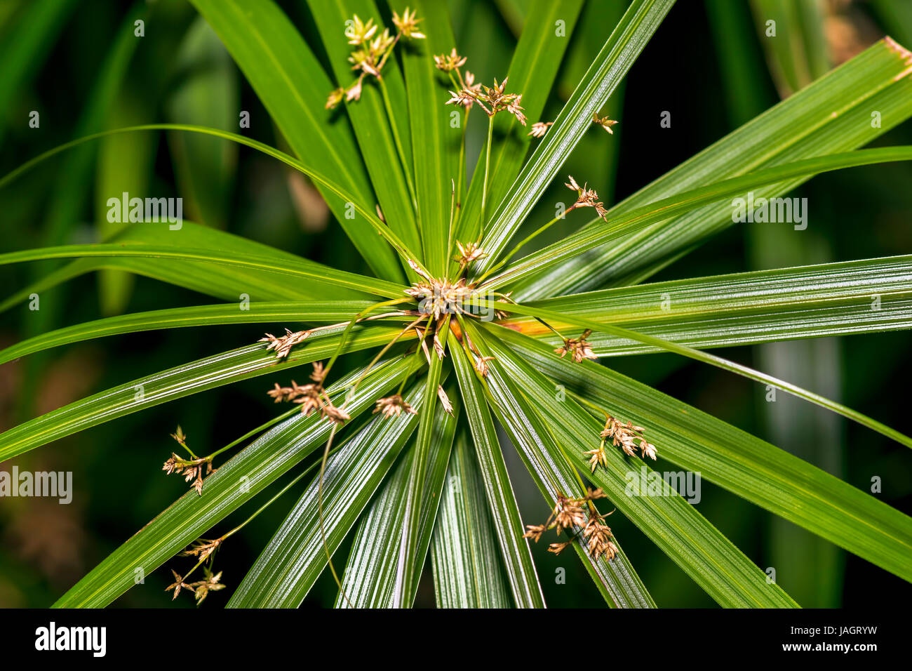 Nahaufnahme eines schönen Cyperus Papyrus Pflanze Kopf. Cyperus Papyrus ist  eine Art von aquatischen blühende Pflanze aus der Familie der  Sauergrasgewächse Cyperaceae Stockfotografie - Alamy