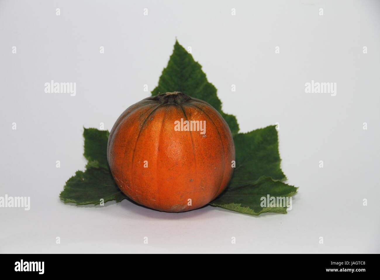 Kürbis-Zeit Stockfoto