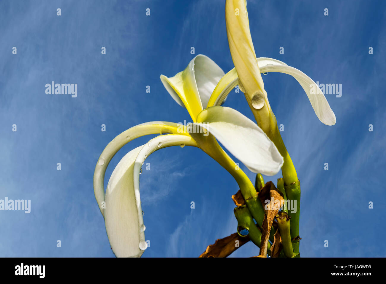 Plumeria Obtusa oder Plumeria Tuberculata oder Plumeria Stenopetala Blume im Garten unter den schönen blauen Wolkenhimmel Stockfoto