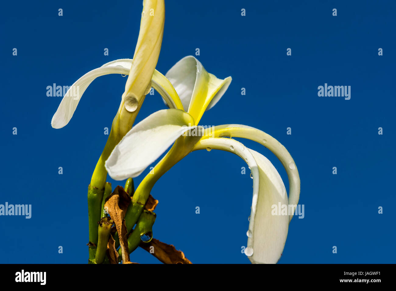 Plumeria Obtusa oder Plumeria Tuberculata oder Plumeria Stenopetala Blume in einem Garten isoliert unter blauem Himmel Stockfoto