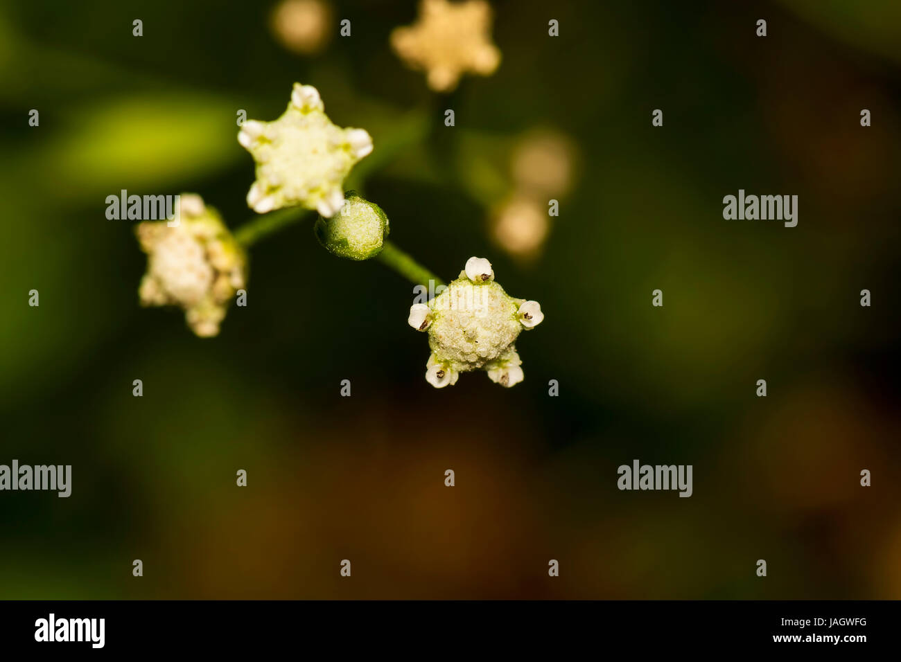 Schöne Nahaufnahme von einer winzigen Stern geformte unbekannte Blume in einem Garten Masinagudi, Südindien Stockfoto