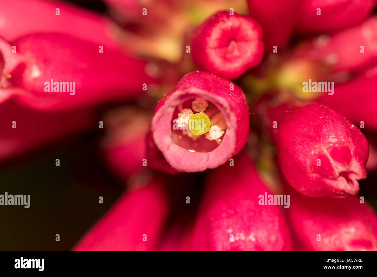 Eine Nahaufnahme einer lebendigen rosa Blume, vermischen sich die Blütenblätter von einer weißen Mitte dunkelrosa an den Rändern. Stockfoto