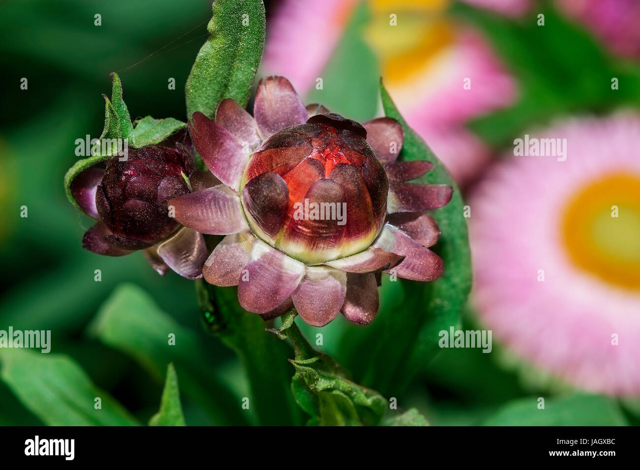 Nahaufnahme einer wunderschönen unbloomed bunte Xerochrysum Bracteatum Blume, allgemein bekannt als die goldene ewig oder Strawflower, ihre unverwechselbare fe Stockfoto