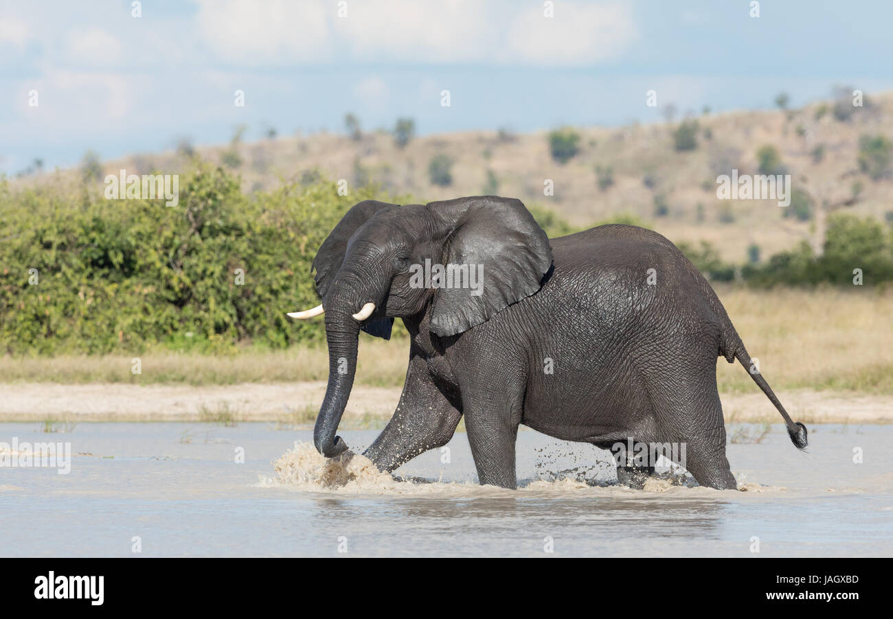 Afrikanischen Elefantenbullen waten durch Wasser im Bereich Savuti der Chobe Nationalpark in Botswana Stockfoto