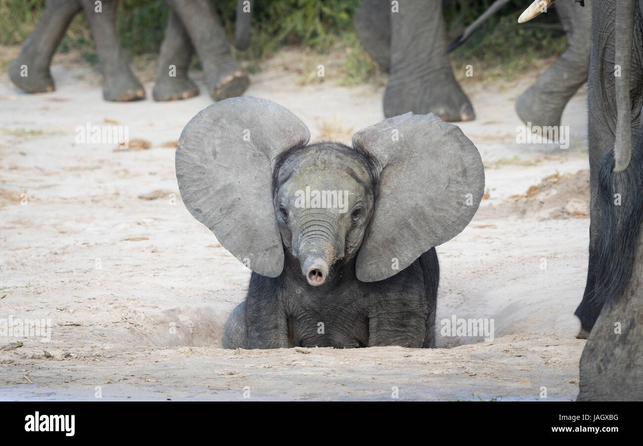 Junge baby afrikanischer Elefant mit Ohren heraus und Stamm, Savuti Region der Chobe Nationalpark in Botswana Stockfoto