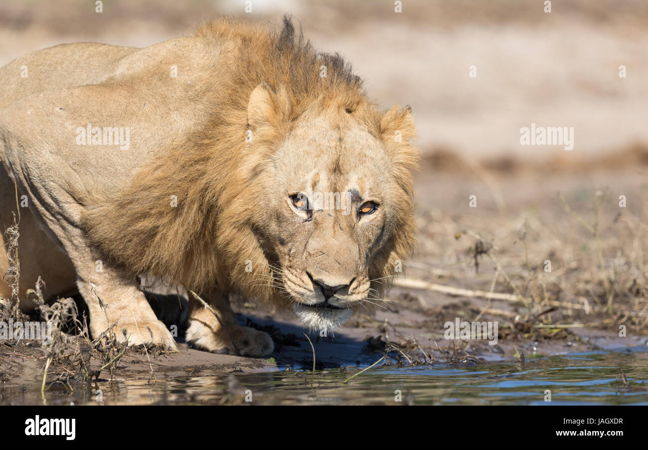 Männlichen afrikanischen Löwen Trinkwasser am Chobe Fluss in Botsuana Stockfoto