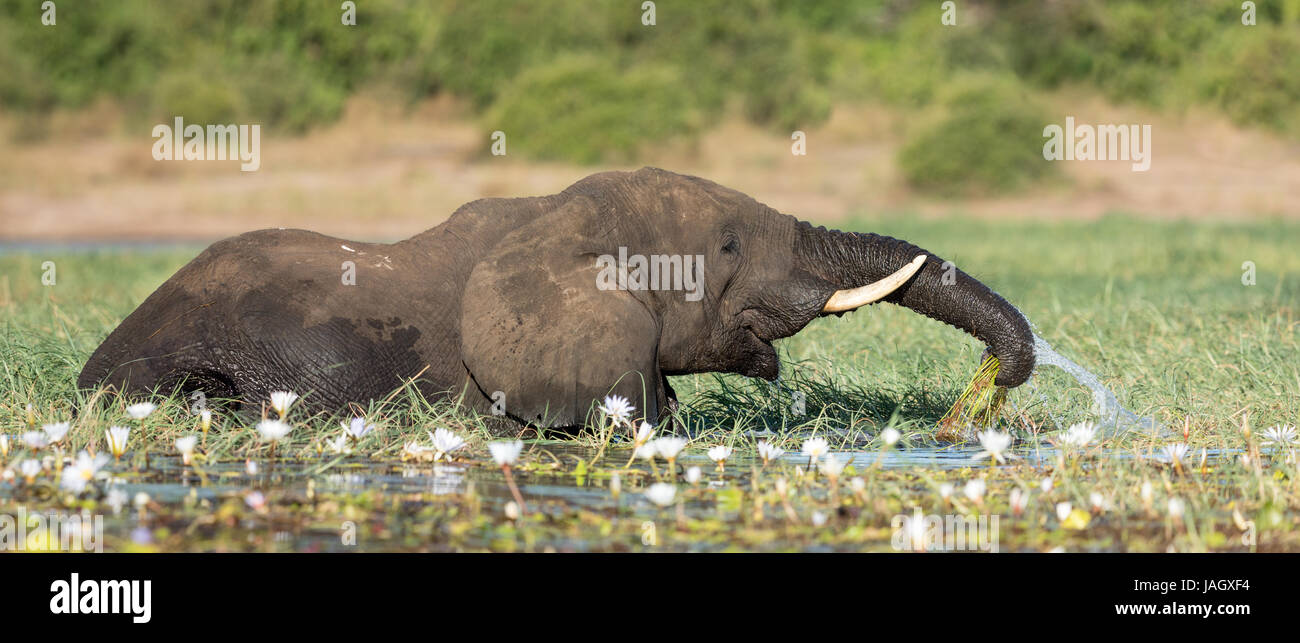 Afrikanischen Elefantenbullen Fütterung auf Seerosen in den Chobe Fluss, Botswana Stockfoto