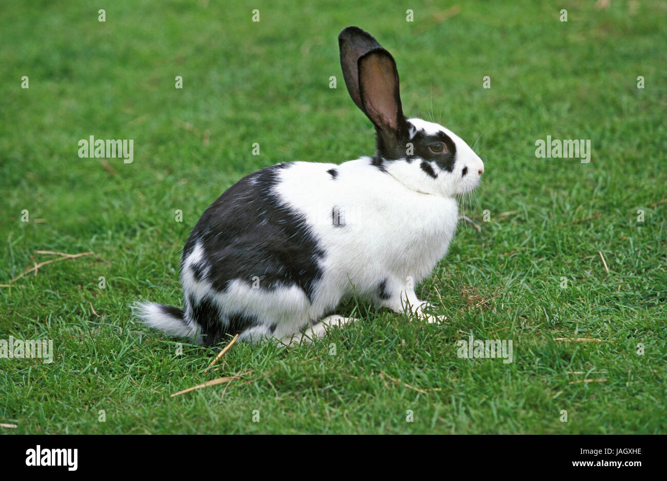 Französische Kaninchen Rasse, Geant Papillon Franken eine scharfe, Wiese, sitzen, Stockfoto