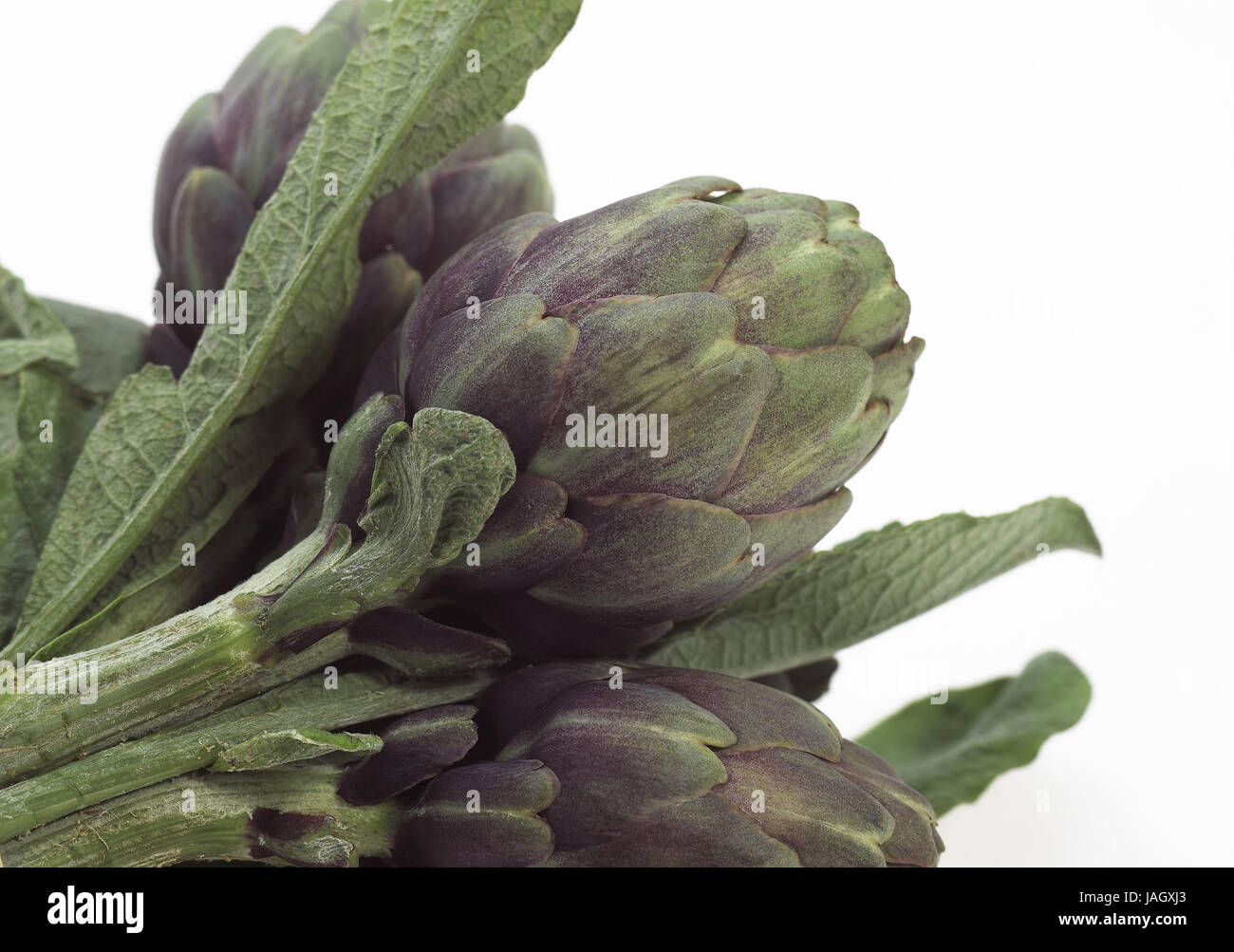 Artischocken, Cynara Scolymus, Gemüse, weißer Hintergrund, Stockfoto