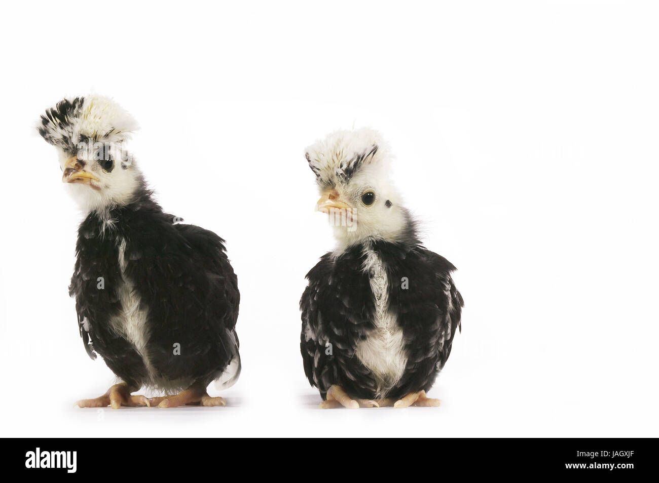 Französische Huhn, Faverolles, zwei Küken, weißer Hintergrund, Stockfoto