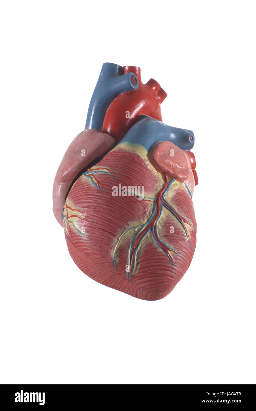 Anatomisches Modell des Herzens, Stockfoto