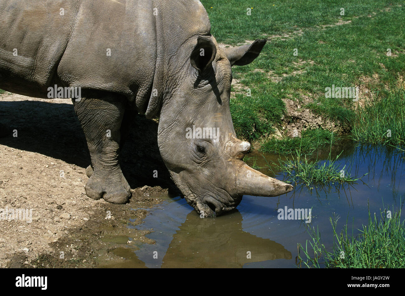 Breiten Mund Nashorn, Ceratotherium Simum, erwachsenes Tier, Wasserloch, Südafrika, Stockfoto