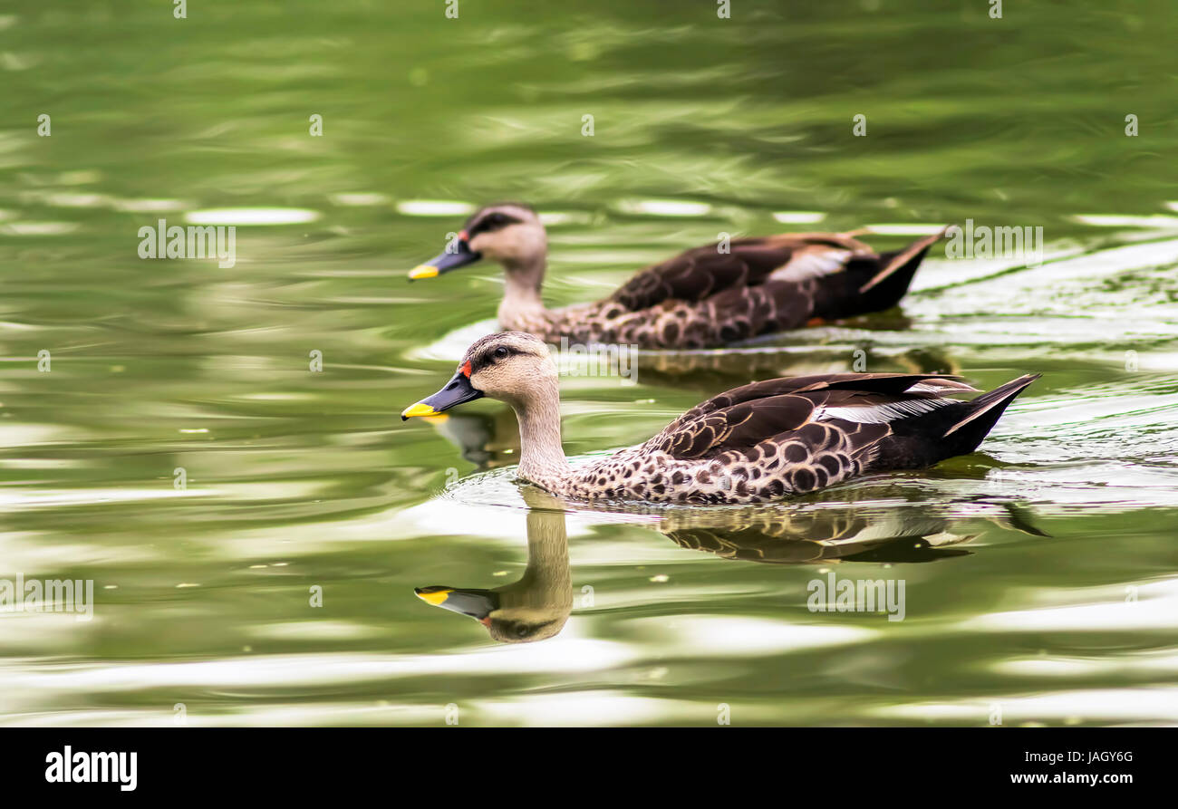 Reflexion der schönen Spot-billed Enten schwimmen im Wasser Stockfoto