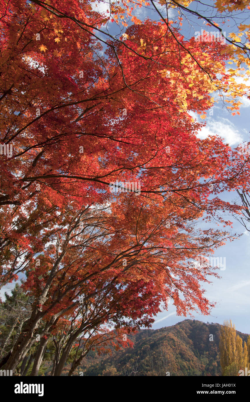 Japan, Oshino, Broad-leaved Bäume, Japanische Ahorn, Blätter, Herbst, Stockfoto
