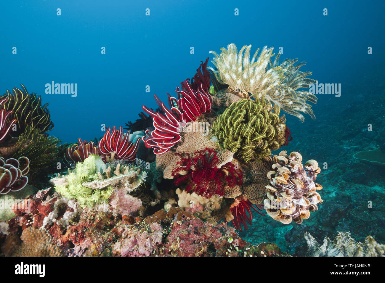 Haarsterne auf Coral reef, Comanthina SP., Amed, Bali, Indonesien, Stockfoto