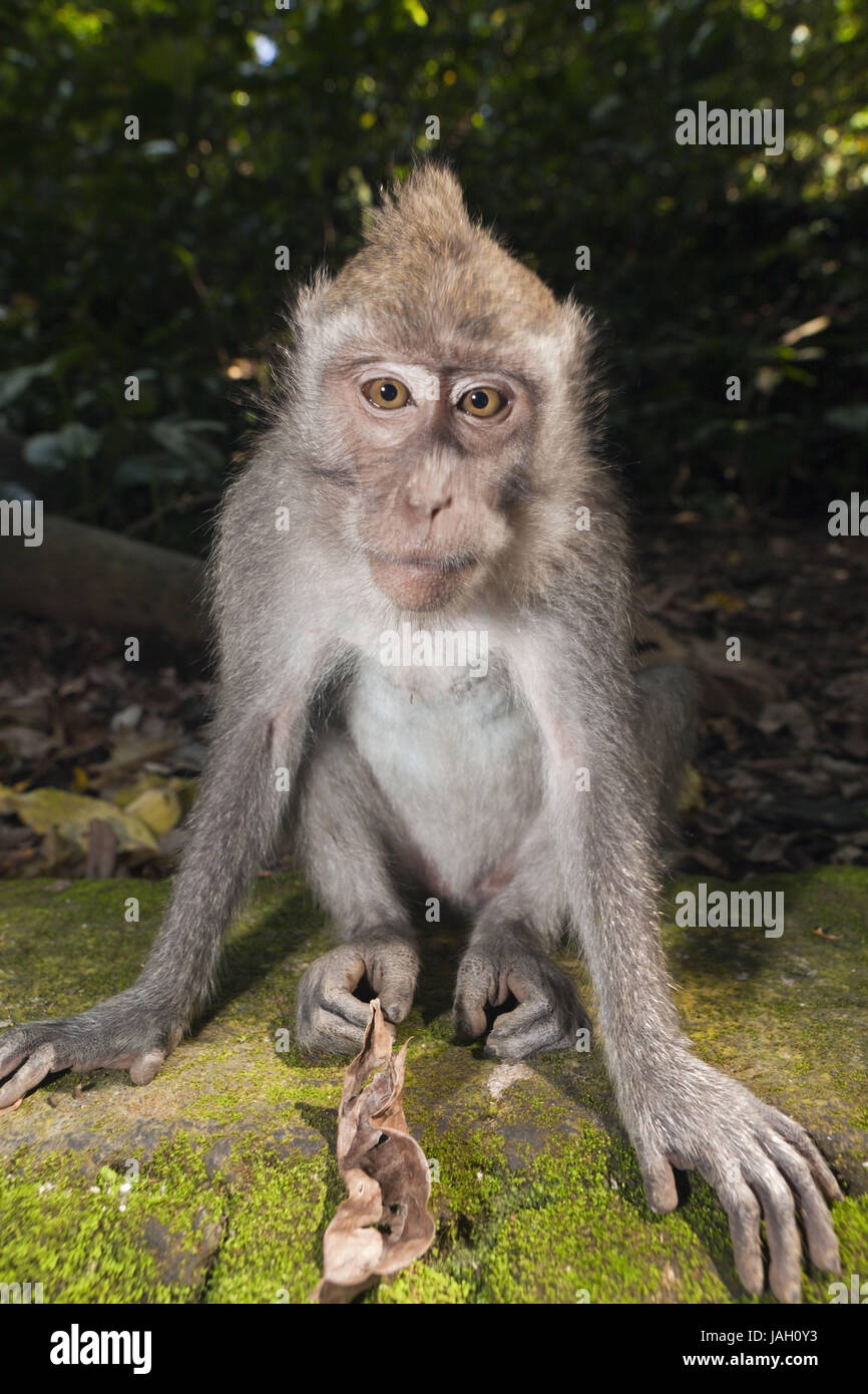 Javaner Affen, Macaca Fascicularis, Bali, Indonesien, Stockfoto