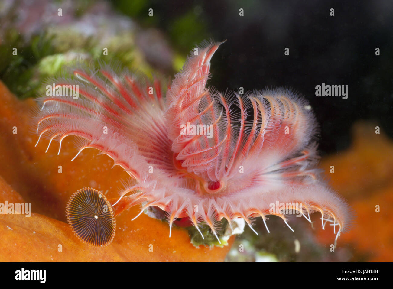 Farbige Kalk Rohr Wurm, Serpula Vermicularis, Cap de Creus, Costa Brava, Spanien Stockfoto