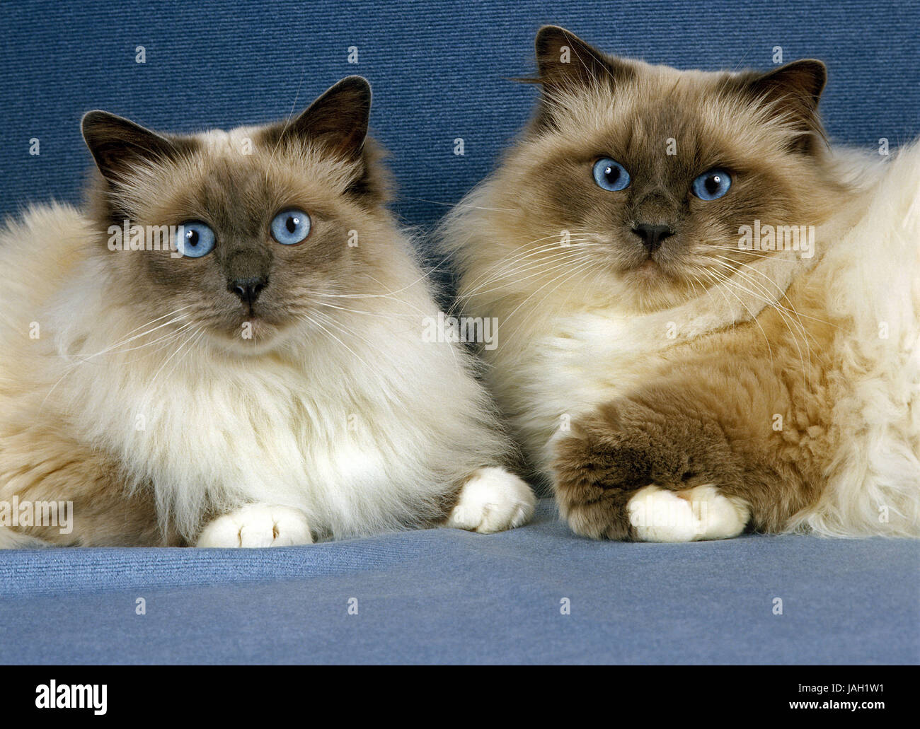 Burma-Katzen, liegend, Studio, Stockfoto