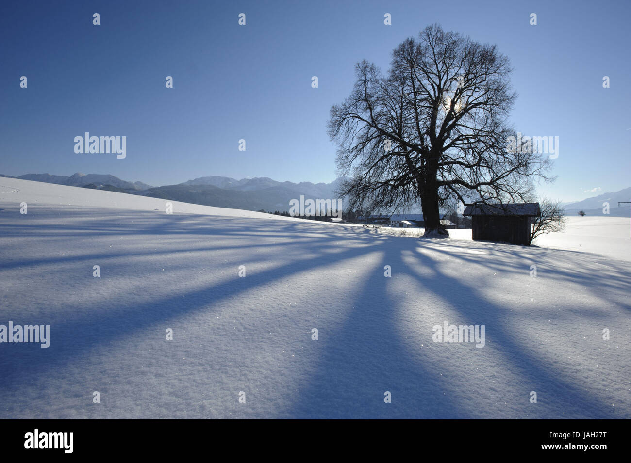 Linde im Winter, Schnee, Schatten, Allgäu, Stockfoto