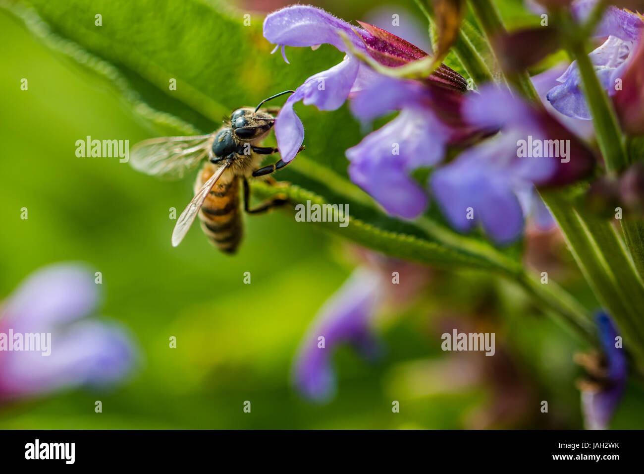 Bienen sammeln von polen Stockfoto