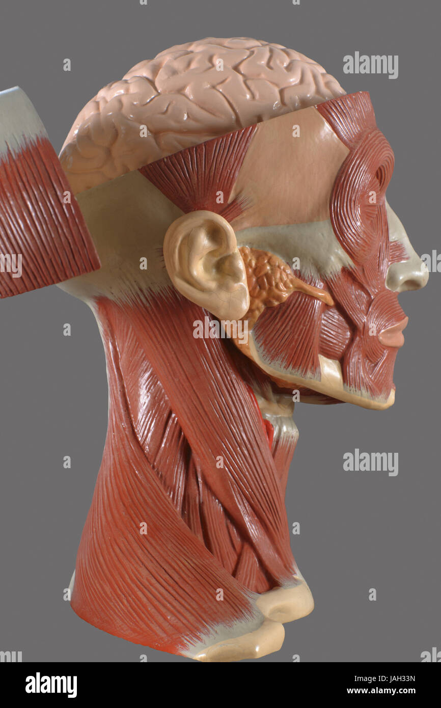 Anatomisches Modell, menschlicher Kopf, Gehirn, Muskulatur, Stockfoto