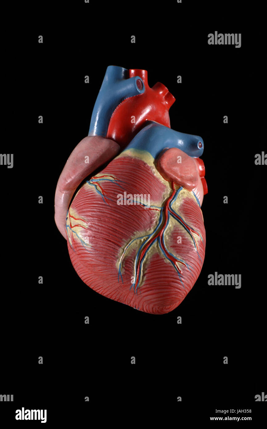 Anatomisches Modell des Herzens, Stockfoto