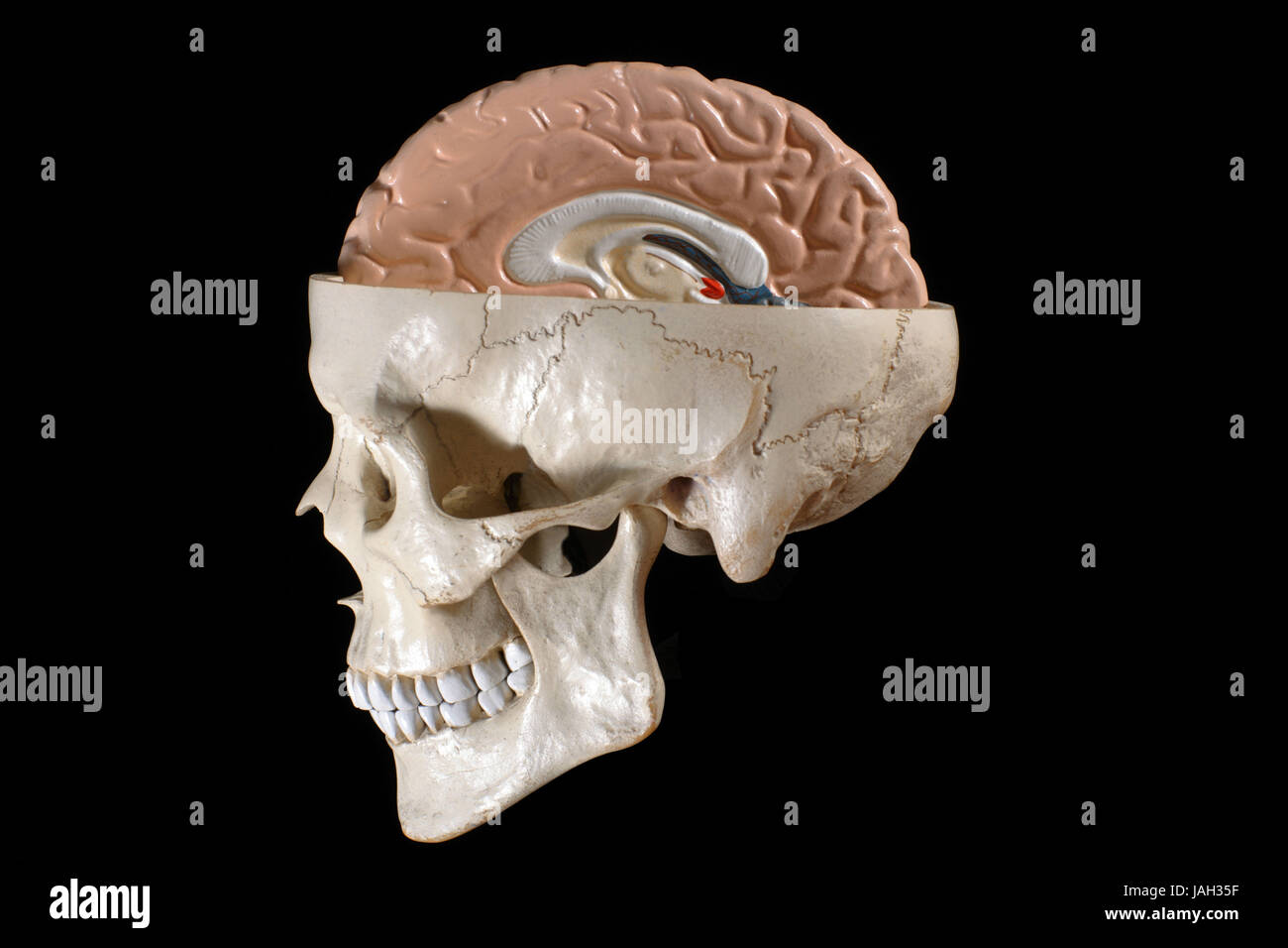 Anatomisches Modell des menschlichen Schädel und Gehirn, Stockfoto