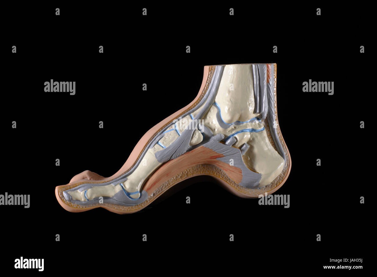 Anatomisches Modell des Fußes, Darstellung des Skeletts, Stockfoto