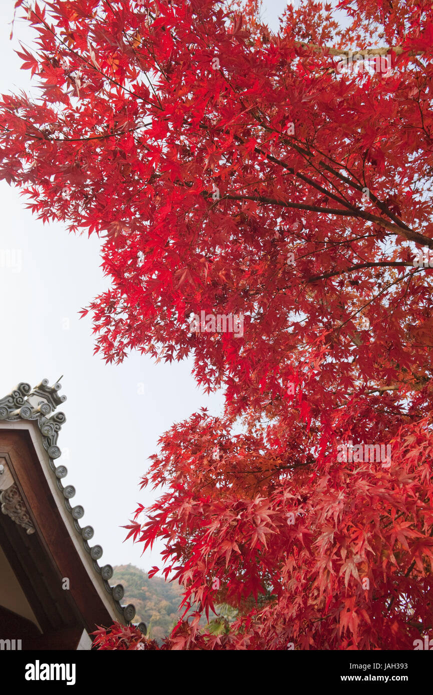 Japan, Kyoto, Arashiyama, Tempel, Herbst in der Landschaft Garten Blätter, Tenryuji, Stockfoto