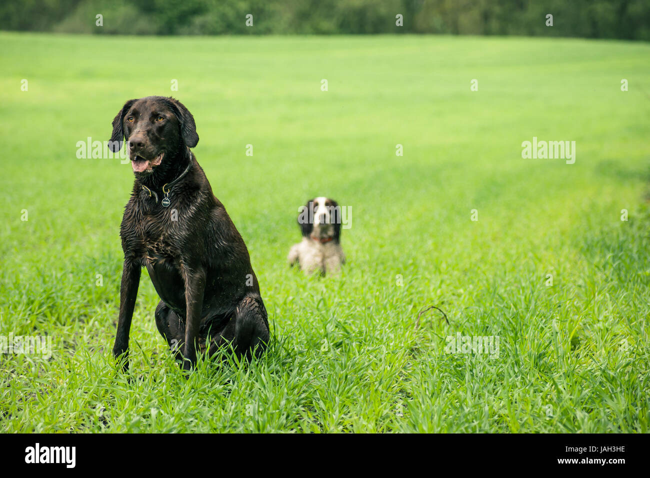 Zwei Jagdhunde auf der grünen Wiese Stockfoto