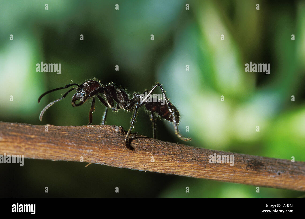 24-Stunden-Ameise oder tropischen gigantische Ameise, Paraponeragroße Clavata, Costa Rica, Stockfoto