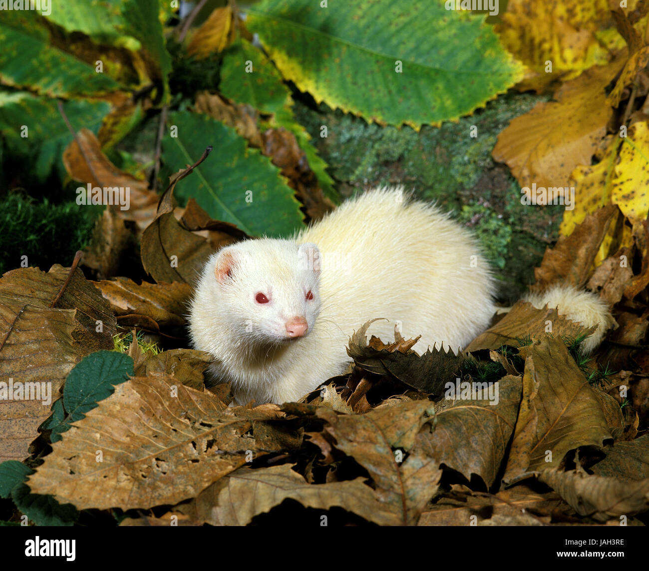 Frettchen Sie oder Frettchen Sie Mustela Putorius Furo, Frauen, stehen, Fall Laub, Stockfoto