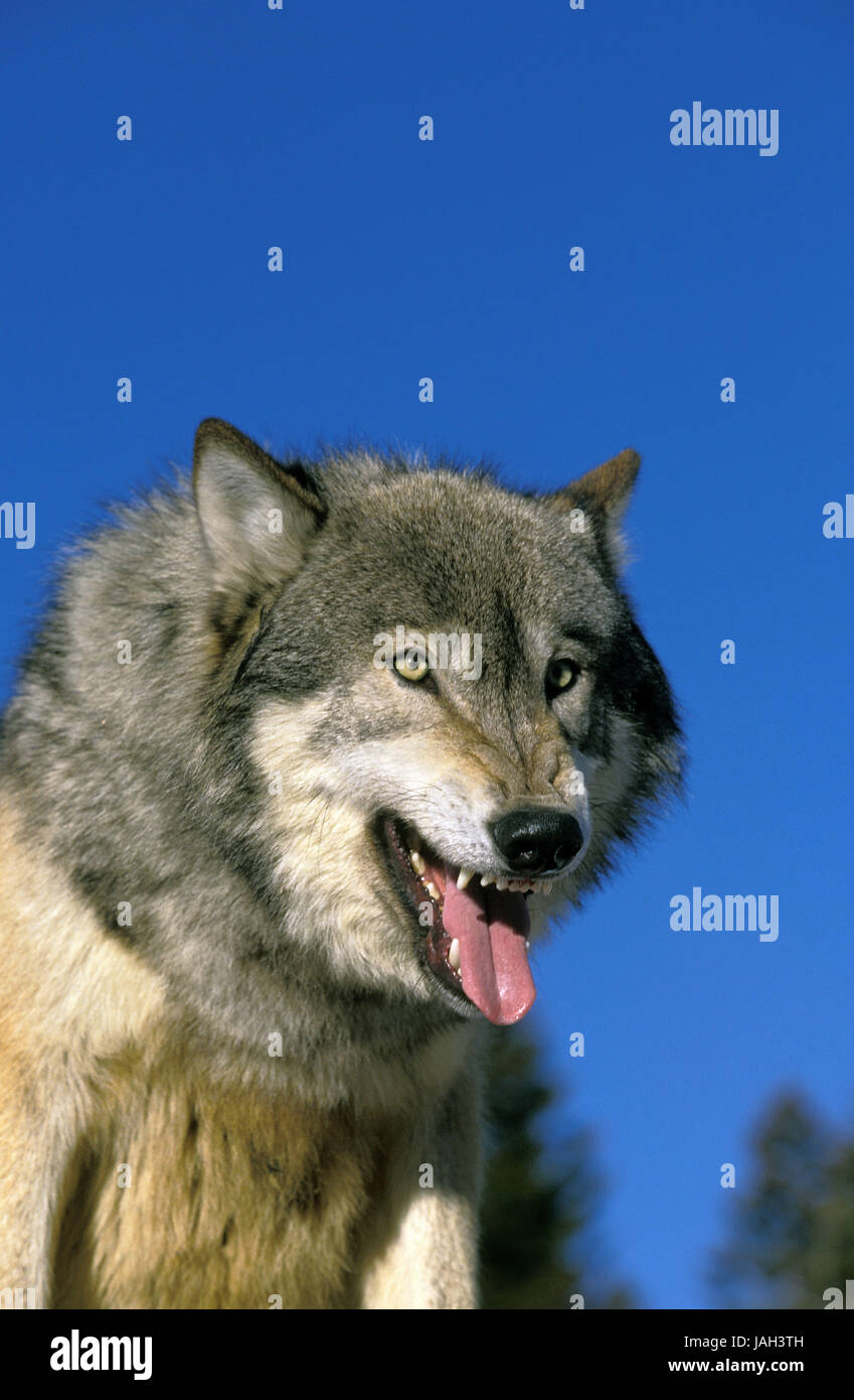 Kanadischer Wolf oder Mackenzie Wolf, Canis Lupus Occidentalis, erwachsenes Tier, Porträt, Zunge, Stockfoto