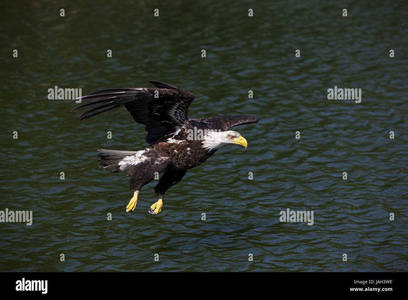 Weißer Kopf See-Adler, Haliaeetus Leucocephalus, jugendliches Tier, fliegen, Stockfoto
