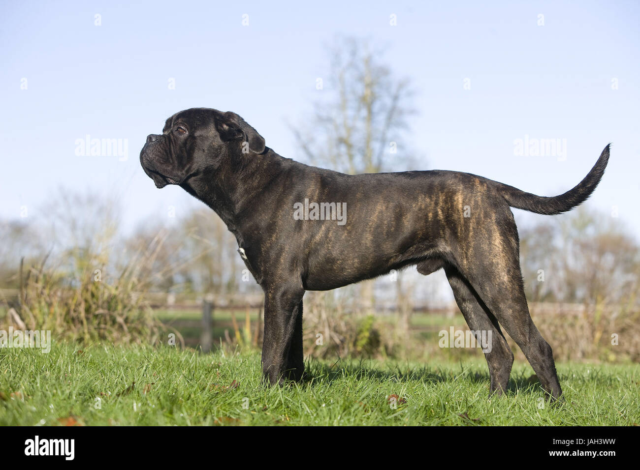 Cane Corso, Hunderasse, in Italienisch, erwachsenen Tier, Stand, Rasen, Stockfoto