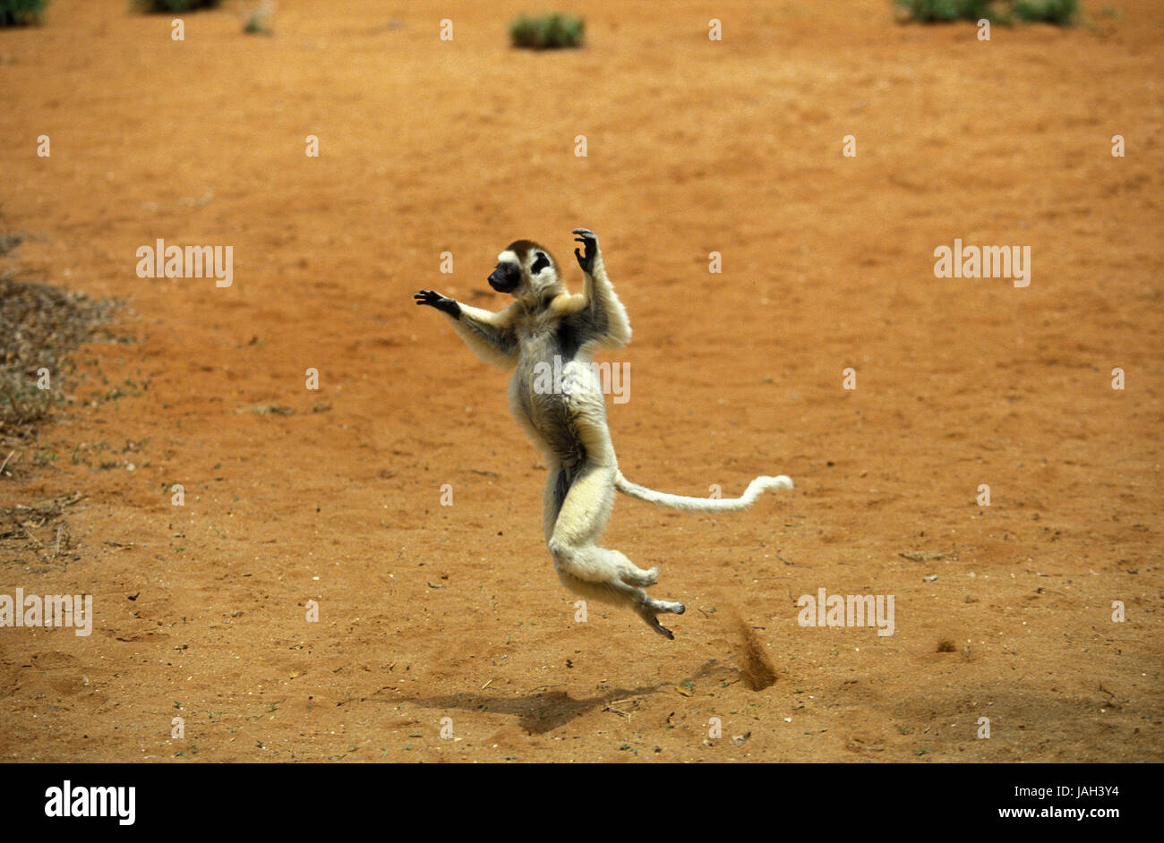 Larvensifaka, Propithecus Verreauxi, erwachsenes Tier, Sprung, Hop, Freiland, Berenty Pool, Madagaskar, Stockfoto