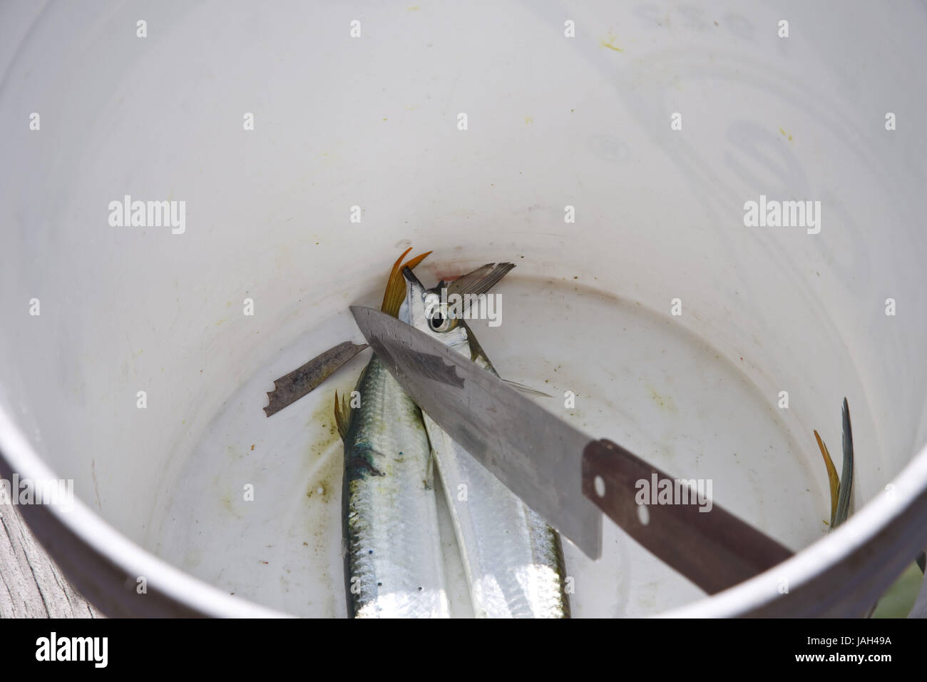 Belize, Caye Caulker, Eimer, Fisch, Messer, Stockfoto