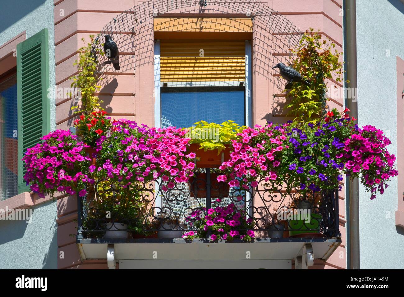 Schwarzwald Zell Am Harmersbach Balkon Mit Petunien Stockfoto