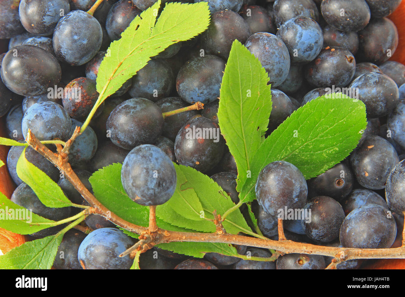 Reife Schlehen Fr chte Des Schlehdorns Prunus Spinosa reife-schlehen-fr-chte-des-schlehdorns-prunus-spinosa